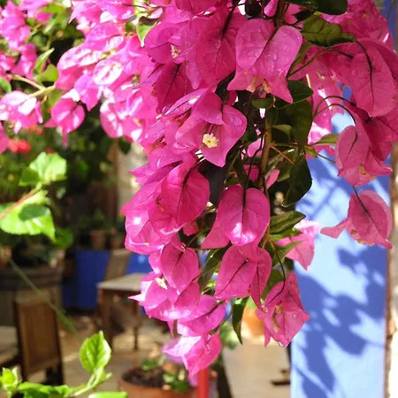 Casa Bougainvillea