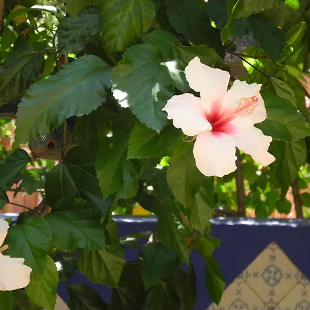 Hotel Casa Bougainvillea 3*